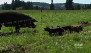 Next Week on Food.Farmer.Earth: Pigs