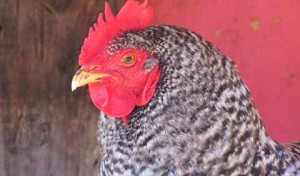 A Cage Is A Cage – Stop the Rotten Egg Bill