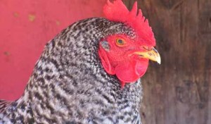 Meat Industry Trying to Kill Federal Animal Protection Legislation