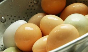 Next Week: The Whole Egg
