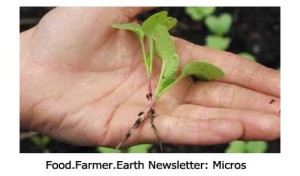 Food.Farmer.Earth Newsletter: Micro Greens