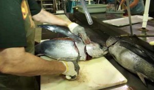 How to Fillet a Tuna