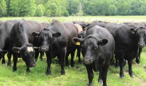 Food.Farmer.Earth Newsletter: Artisan Butcher
