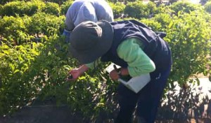 Food.Farmer.Earth Newsletter: Peppers