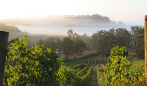 A Viticulturist In his Vineyard During Harvest