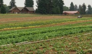 As the Urban Growth Boundary Approaches: A Wary Farmer Notices