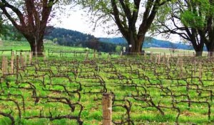 The History of Organic Agriculture: Final Installment