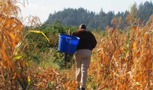 Food.Farmer.Earth Newsletter: Corn