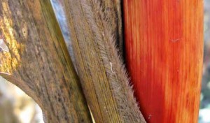 Beautiful Corn: Soon The Snow Flies