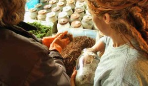 A Glimpse Inside a Wild and Cultivated Organic Mushroom Farm