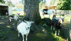 Food.Farmer.Earth Newsletter: Backyard Goats