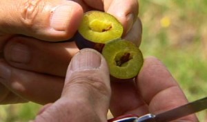 Lon Rombaugh and Luther Burbank's Stoneless Plums