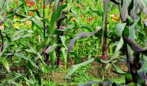Alan Kapuler: His Garden and Thoughts on Life