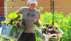 Urban Farm Stand
