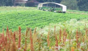 The Farm Harvest Crop Picker Designed for Comfort