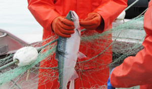 Copper River Salmon, the Art of Fermentation, Pumpkins: Previews