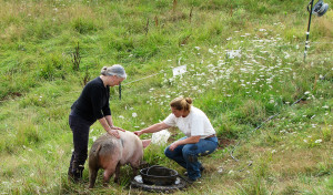 The Food Writer, The Farmer, and Roger the Pig