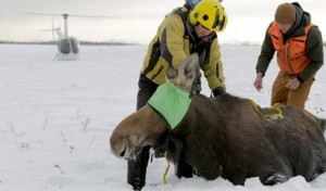 What is Killing the Moose in Minnesota