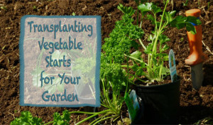 Transplanting Vegetable Starts for Your Garden