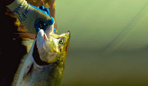 Traditional Dip Net Fishing: The Yakama Nation Tribe