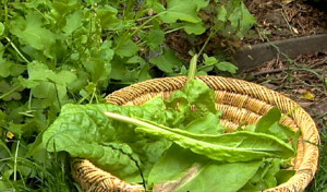 How To Make Sorrel Soup