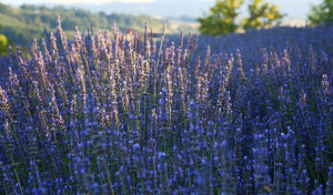 Visit to a Lavender Farm