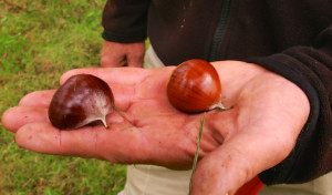 A Low-Tech Organic Chestnut Farmer (video)