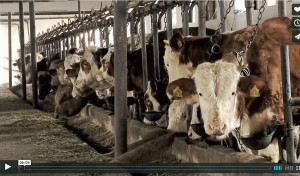Sustainable- The Documentary -Trailer