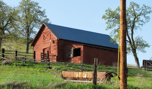 Preserving Endangered Heritage Livestock: Bi-Weekly Newsletter