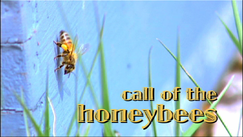 Call of the Honeybees