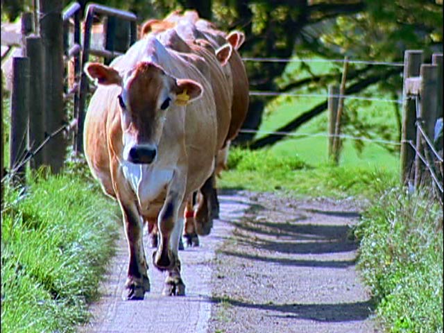 Organic Dairyman - The Farmer - Cows Heading to the Milking Parlor
