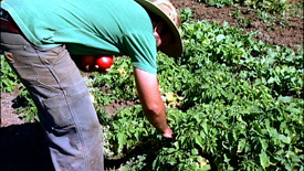 a farmer picks fresh tomatoes