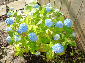 Blue Hydrangea Flower