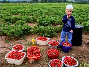 Strawberry Picking at a U-Pick