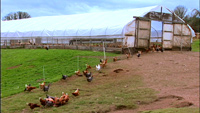 chickens feeding in the open pasture