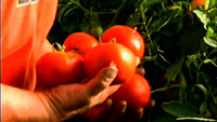 farm to school fresh tomatoes