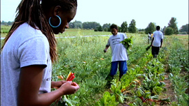 food works volunteers in the fields.