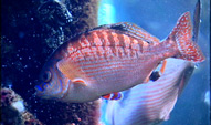 perch fish swimming in a tank at the monterey bay aquarium