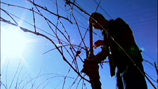 pruning grape vines as the sun begins to set