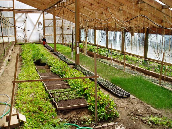 In part, funding from SARE, enabled organic farmer Steven Schwen to build this greenhouse, and extend his growing season