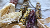 Popcorn Varieties of Corn