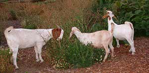 Goats Clearing Brush