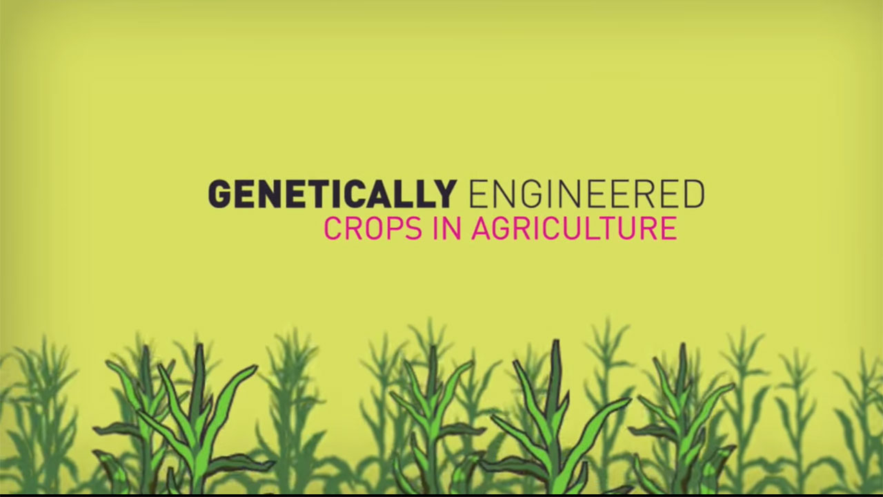 Genetically Engineered Crops For Agriculture