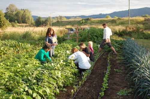 Family and Friends Help Pick Beans at Red Truck Farm on Sauvie Island. Photographs courtesy of Kristine Karnezis
