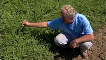 Frank Morton in a Field of Transgenic Sugar Beet Plants in the Willamette Valley 