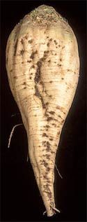 The roots of a sugar beet can grow as large as a basketball, and contain large amounts of sugar