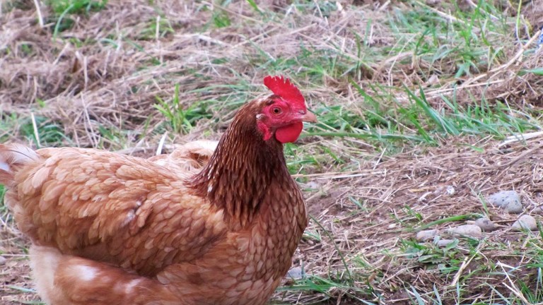 Brooklyns Backyard Chicken Keepers (video) -Food Curated