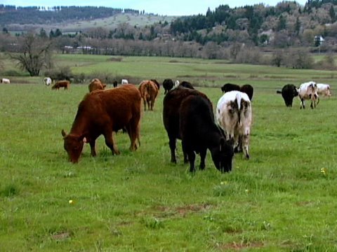 Raised On Grass: Pastured Fed Animals (video)