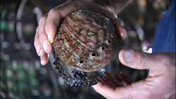 Abalone Farmed Seafood