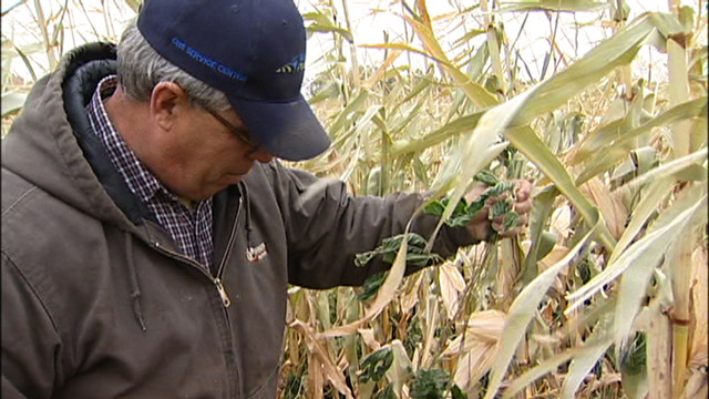 Growing a Cover Crop for a Cash Crop (video)